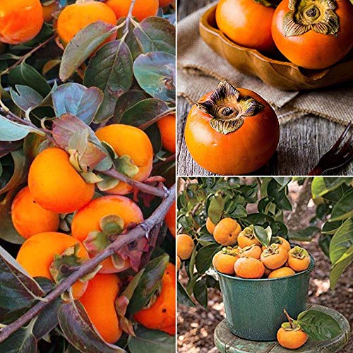 M-Tech Gardens Rare Persimmon Tropical Fruit Seeds for Growing (5 Seeds Pack) (B07H37STTL) Amazon Price History, Amazon Price Tracker