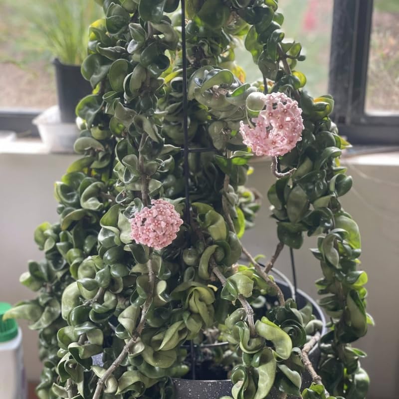 Hoya Hindu Rope Plant Live, 4 Inch Pot, Potted Crinkle Leaf Wax Plant, Unique Curly Indoor Vine for Home and Office Décor