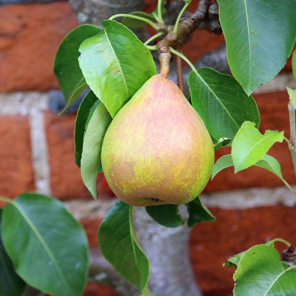 Pear 'Wonder Tree Doyenne du Comice' (Patio Pear) | Compact Size, Rich Flavor | RHS Award | Easy to Grow (Height 1.4m) 24cm Pot x 1 by Thompson & Morgan