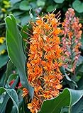 Easy to Grow Ginger Aurantiacum - 3 Plant Bulbs, Uncommon Orange Fragrant Flowers in Summer Tropical Gardens