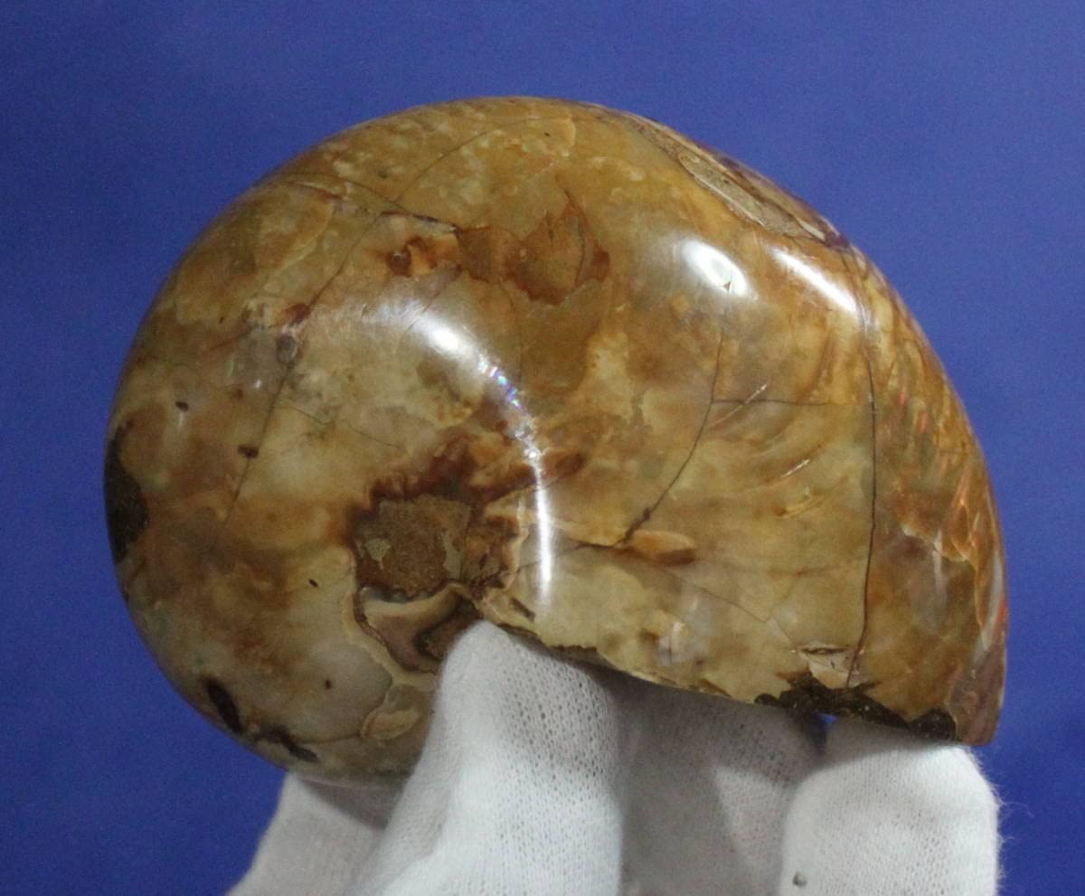 貝　オウム貝　3つ 楽天市場】オウム貝の通販