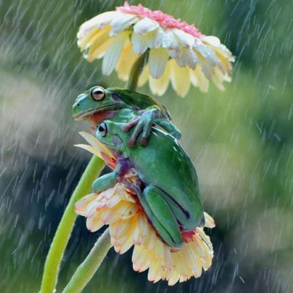 Peinture diamant 5D grenouille et pluie 50x50cm avec perles rondes en résine