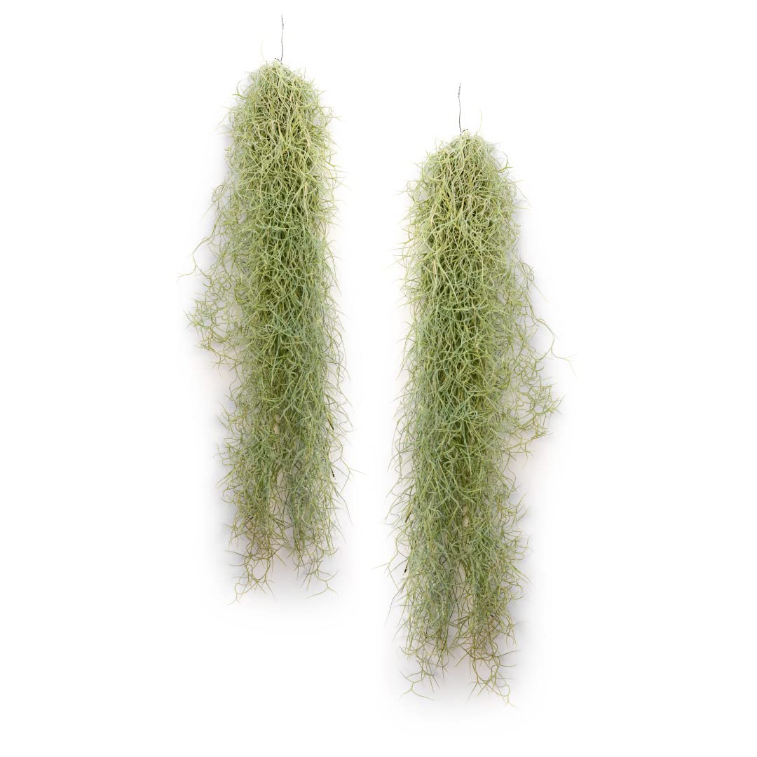 Tillandsia Usneoides plante pour végétaliser sans entretien ni terreau salissant