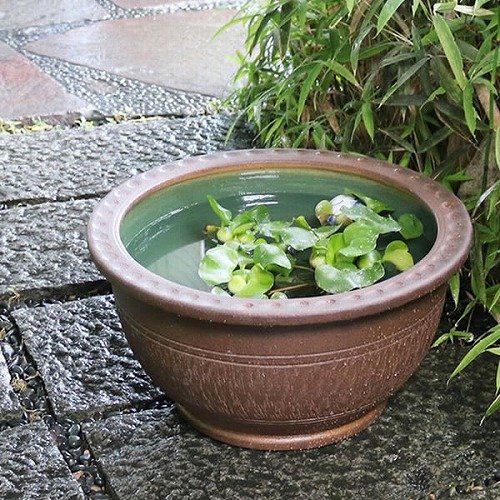 Amazon | 信楽焼 16号トチリワン型すいれん鉢 睡蓮鉢 スイレン鉢