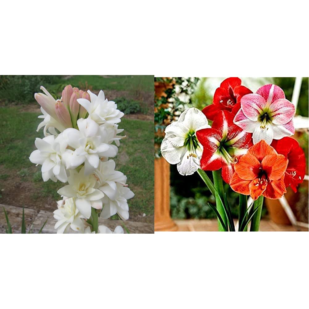 See full amazon price history chart for Kraft Seeds Rajnighandha/Tube Rose Flower Bulbs (Pack of 10) & Gate Garden Amaryllis Lilly Flower Bulbs Mixed Color’s Pack of 1 (Total 1 Bulbs) For Home and Small Garden Lover’s Kraft Seeds Rajnighandha/Tube Rose Flower Bulbs (Pack of 10) & Gate Garden Amaryllis Lilly Flower Bulbs Mixed Color’s Pack of 1 (Total 1 Bulbs) For Home and Small Garden Lover’s (B0BB67GCL4) Amazon Price History, Amazon Price Tracker