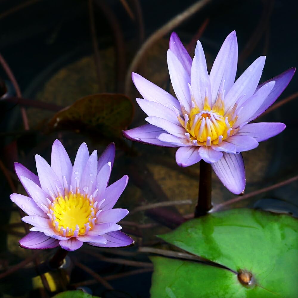 Amazon｜【charm】（ビオトープ）睡蓮 熱帯性睡蓮（スイレン）（紫