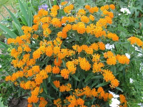 Miniatura 3 de 30 semillas de flor de asclepias de mariposa naranja