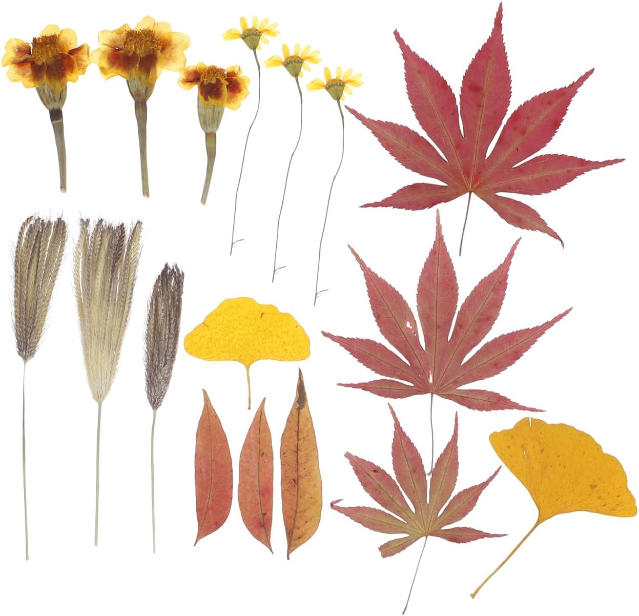 EXCEART Natural Maple Leaves Dried Pressed Flowers for Handmade Craft Embossed Leaves Material Diy Resin Art Wedding Party Home Decor 18 Pieces