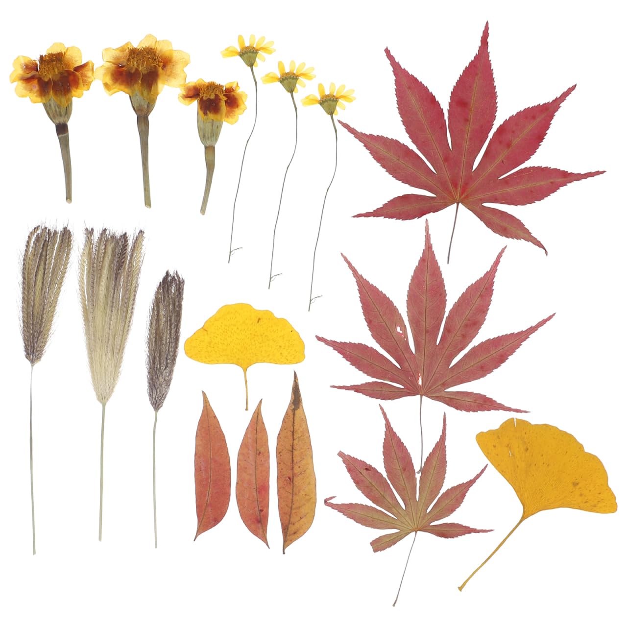 Natural Maple Leaves Dried Pressed Flowers for Handmade Craft Embossed Leaves Material for Diy Resin Art Wedding Party Home D Cor 18 Pieces