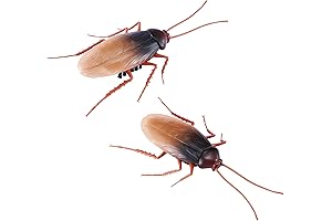 Rc Roach