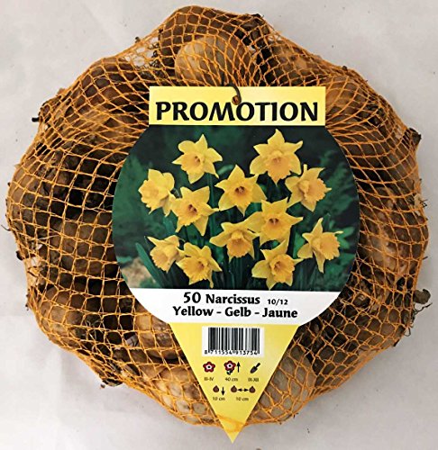 OFFERTA 50 NARCISI YELLOW DAFFOLDILS BULBI AUTUNNALI AIUOLE GIARDINO BULBS