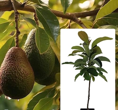 Grafted Avocado Bacon (perseamericana) Live Fruit Tree (Aguacate) (1-ft-2ft) Aguacate Bacon