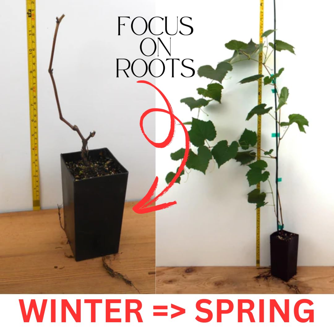 Amazon.com : Black Seedless Grape Vines Trees Live Plants, Well