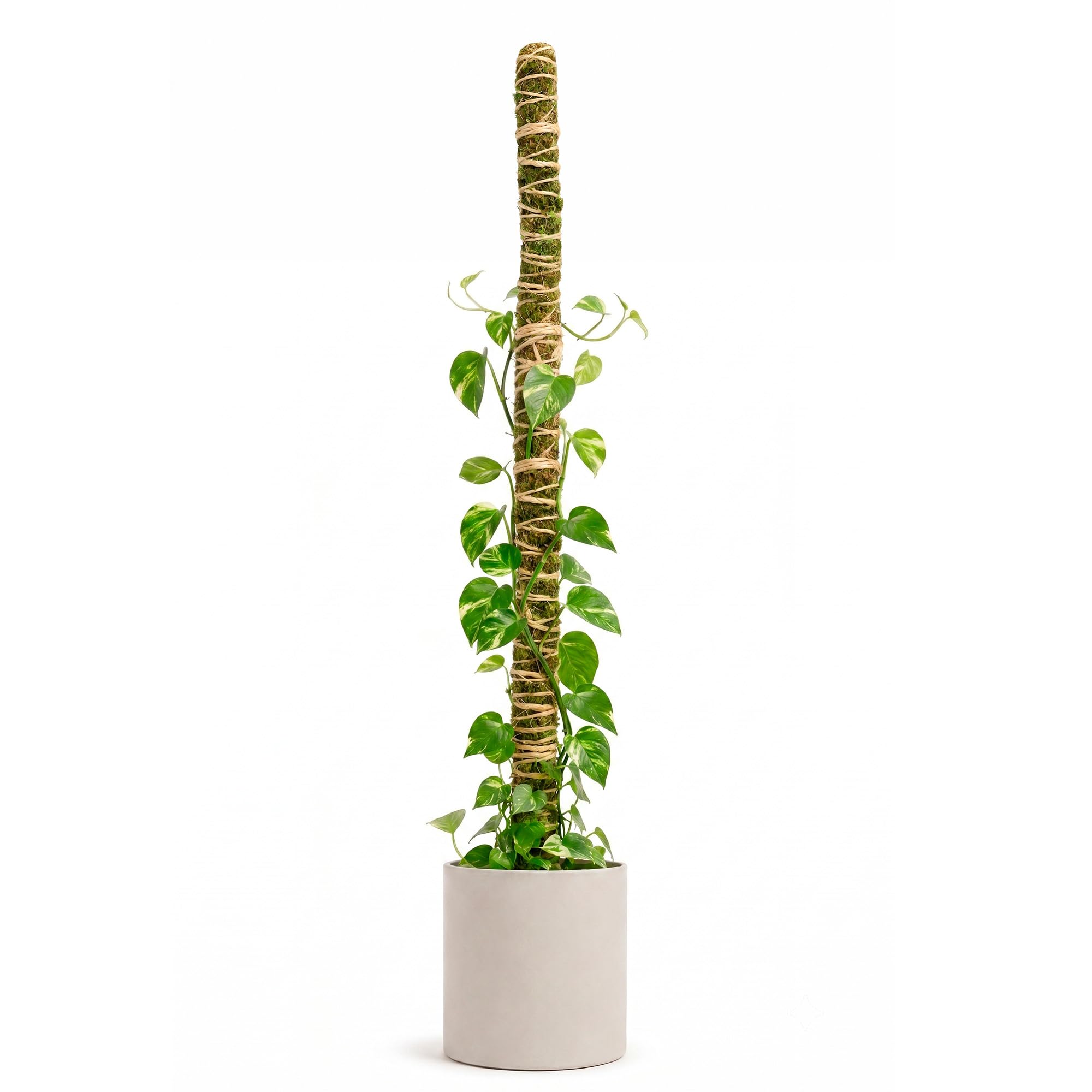 Mossify Poteau en mousse pliable de 137,2 cm pour plantes grimpantes d'intérieur – Poteau en mousse 100 % cultivée de manière durable pour croissance en intérieur – Support flexible fait à la main