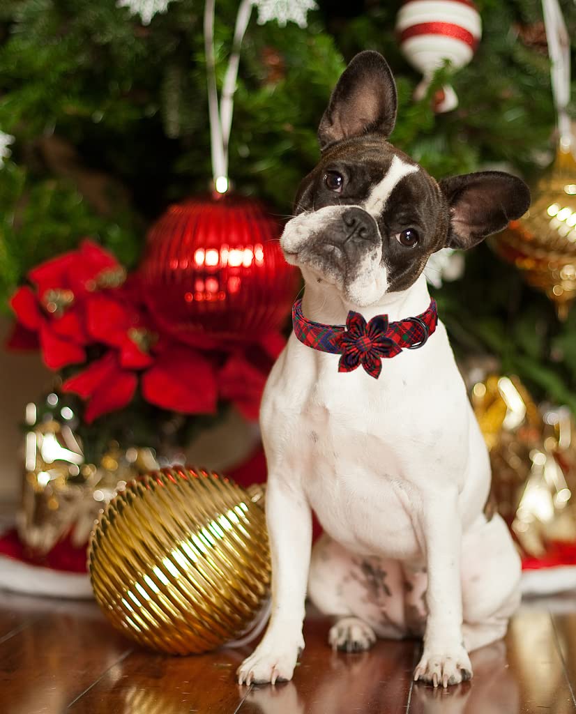 ARING PET Weihnachts-Hundehalsband – Kariert Mit Blume, Baumwolle, Verstellbar (Größe XS Bis XL)