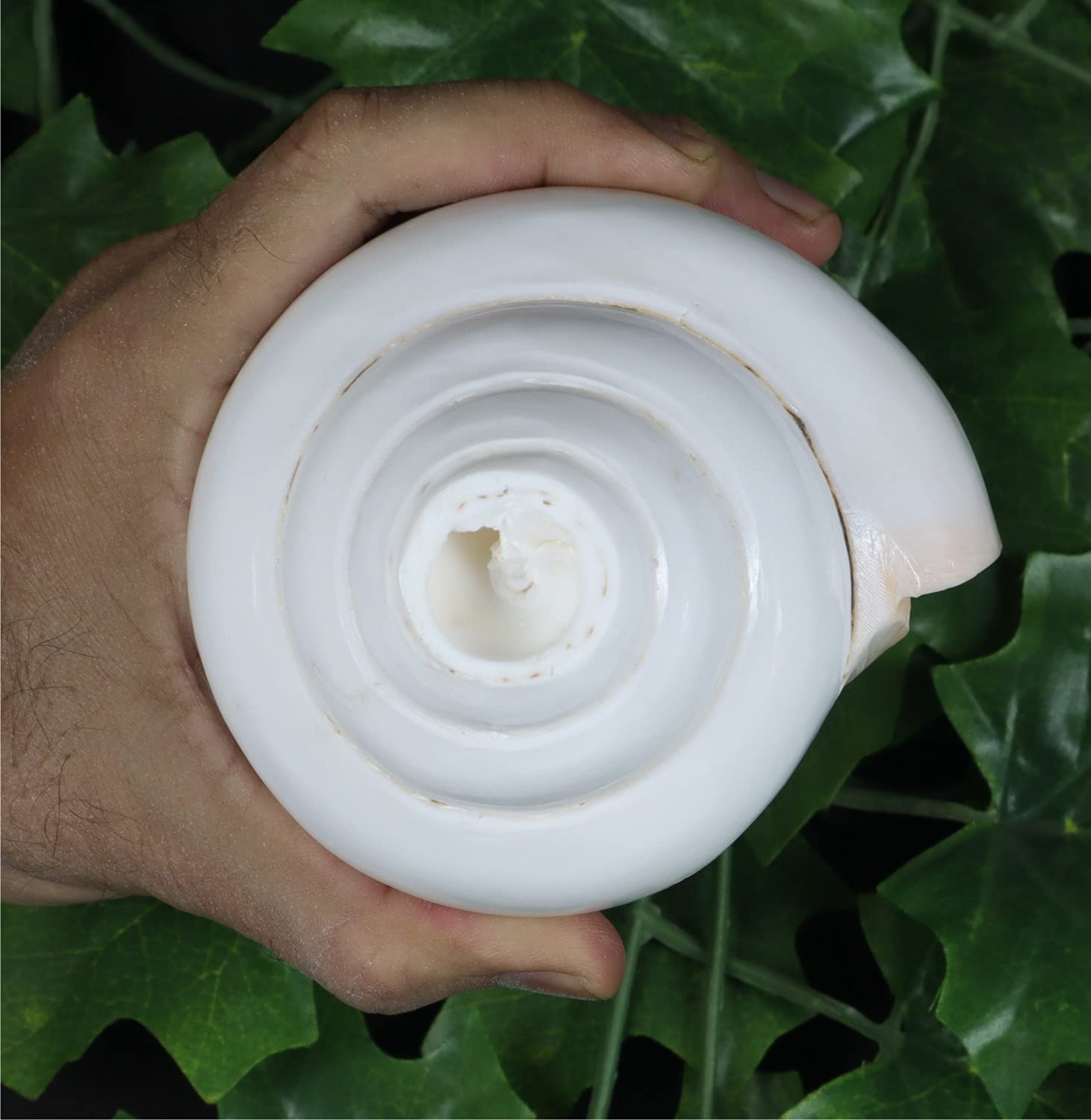 ASHIRWAD Original Blowing Shankh Vamavarti Dattatreya – Conch Muscheln – Puja Ritual – Plain Pooja Shankh – Shankhnaad (Länge: 20,3 cm Umfang: 30,5 cm)