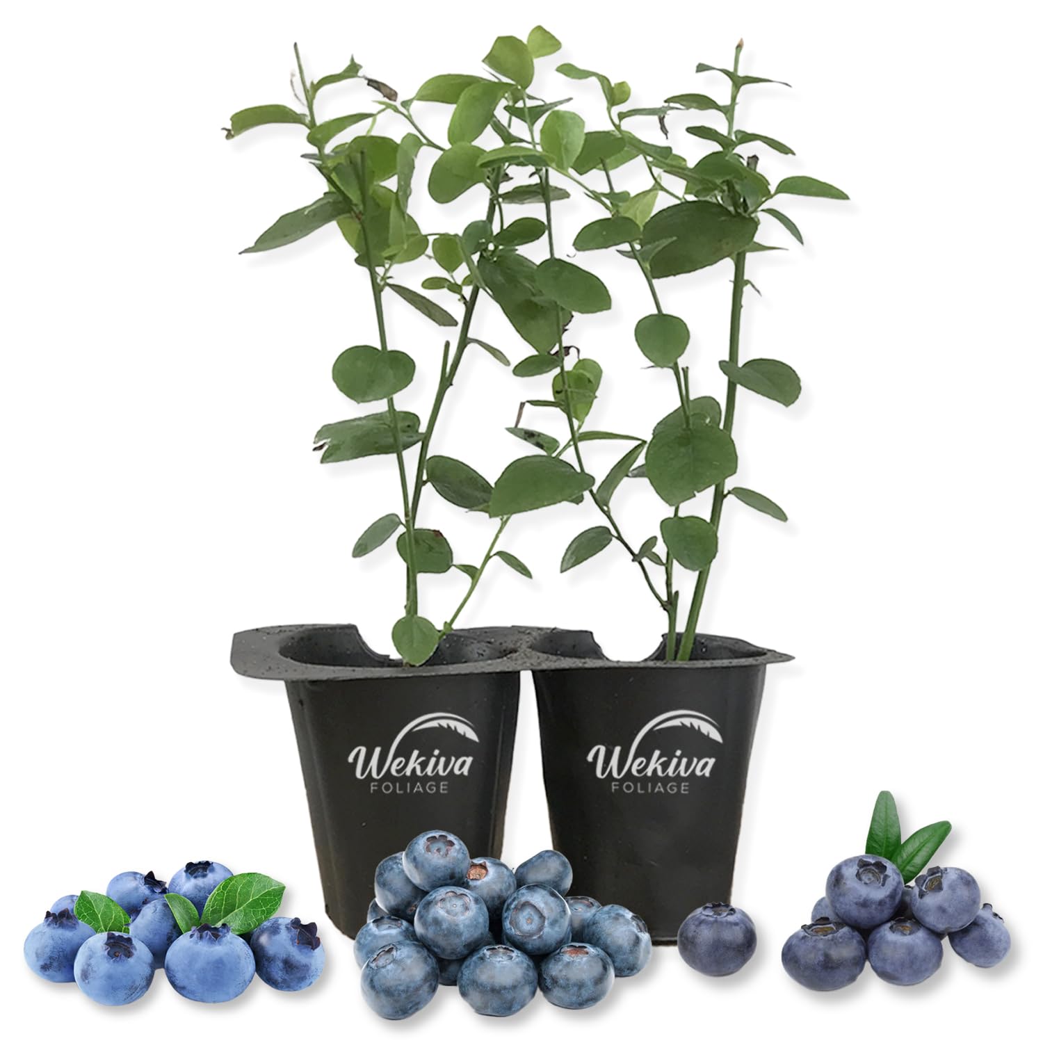 Blueberry Variety Pack - 2 Live Tissue Culture Starter Plants - Fruit Plant for Your Edible Garden