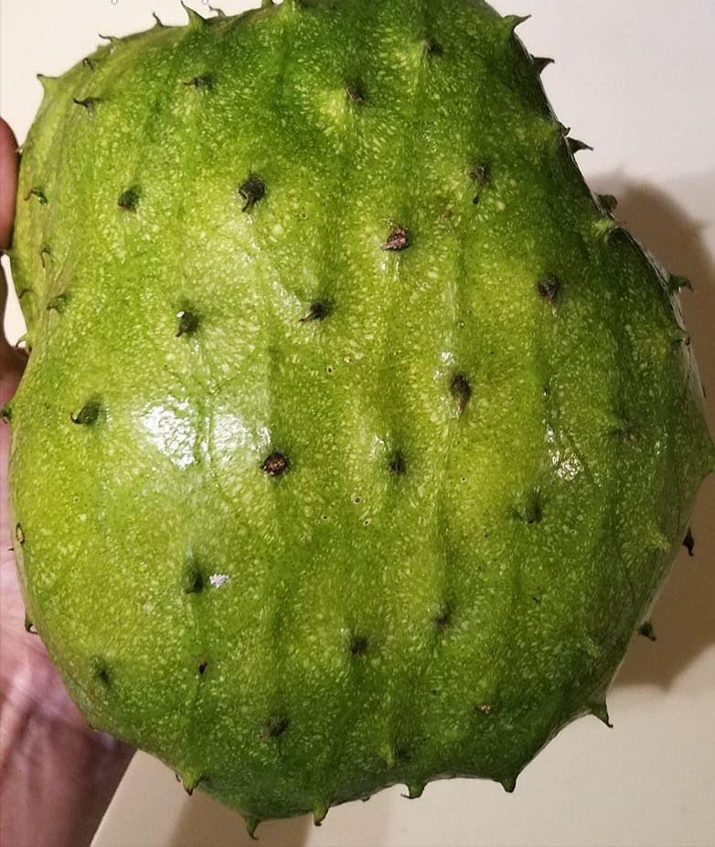 GreenWorld Special Sweet & Rare Big Size Corossol Zombi/Soursop Fruit Plant,Unique Variety (GRAFTED) Hybrid & Healthy Live Plant,Fruit After 1 Year (B0CH1H3BS2) Amazon Price History, Amazon Price Tracker