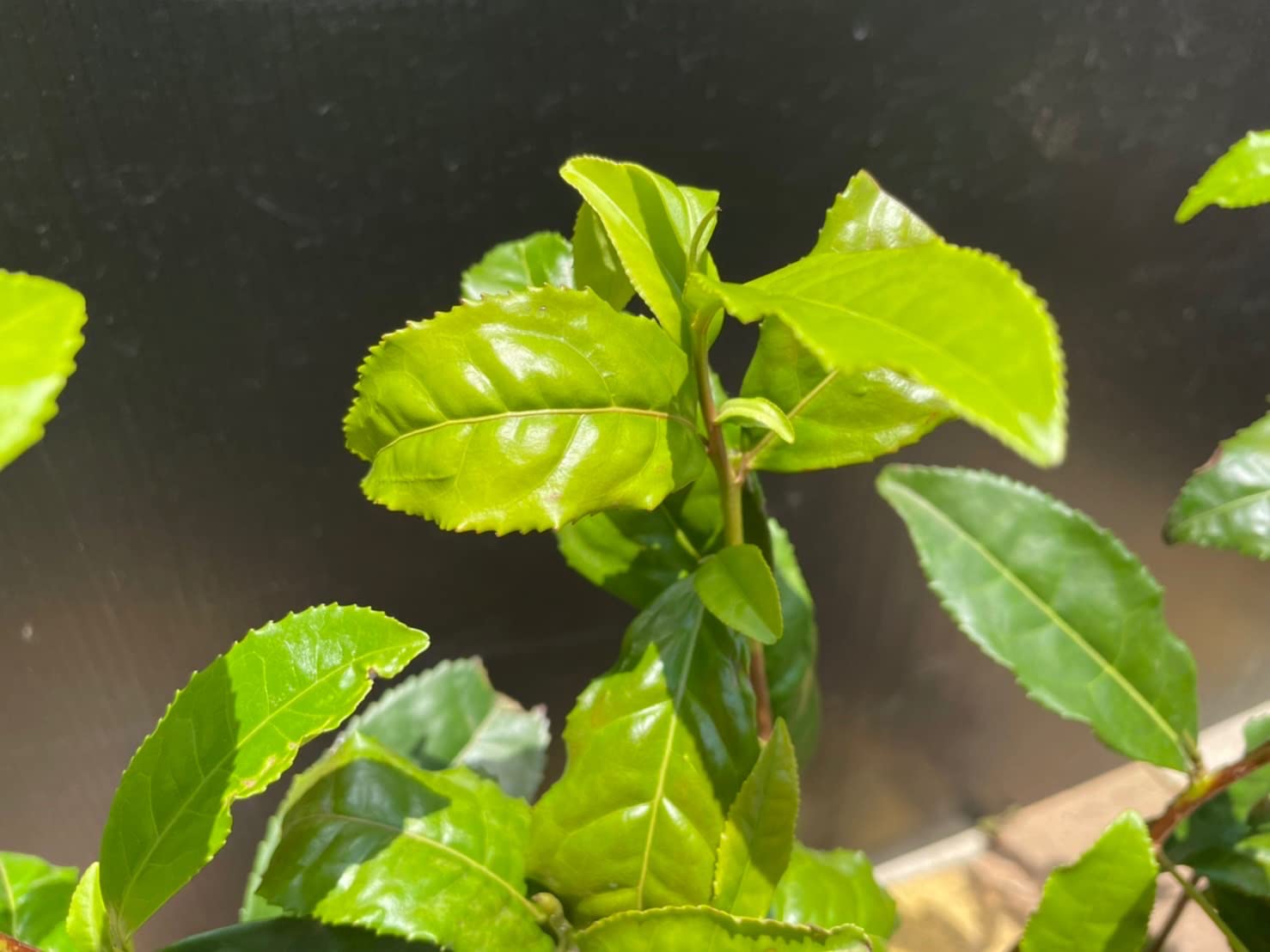 Amazon.co.jp: 日本茶 お茶の木【 お茶の木 3.5号苗 4個セット 