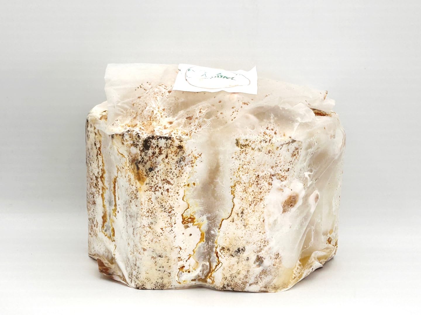 Amazon.co.jp: 【DDA】植菌レイシ材 dda クワガタ レイシ材 産卵木 (SS