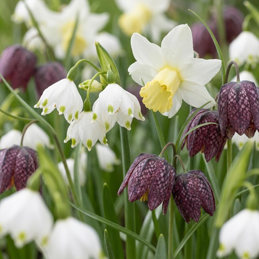 Green boutiQ - 120x Bulb Wet Garden - Bulbe de jardin humide - Divers - Floraison estivale - Calibre 10/12