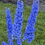 100 Bright Blue Delphinium Seeds Perennial Flower Garden Seed Flowers Seed Flower