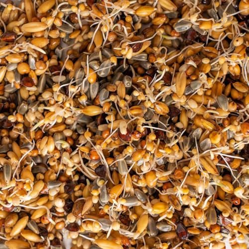 Quick Sprouting Seed Mix for Parrots - Natural Sprouting Mix Highly Nutritious Healthy Bird Feed - 500g - Image 7