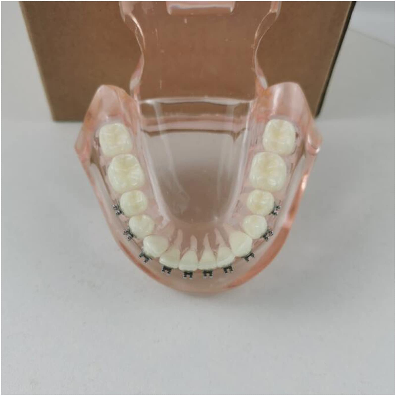 Modello Didattico Typodont Modello di Denti Standard Ortodontico Dentale con Fili Metallici per Lo Studio degli Strumenti Esplicativi