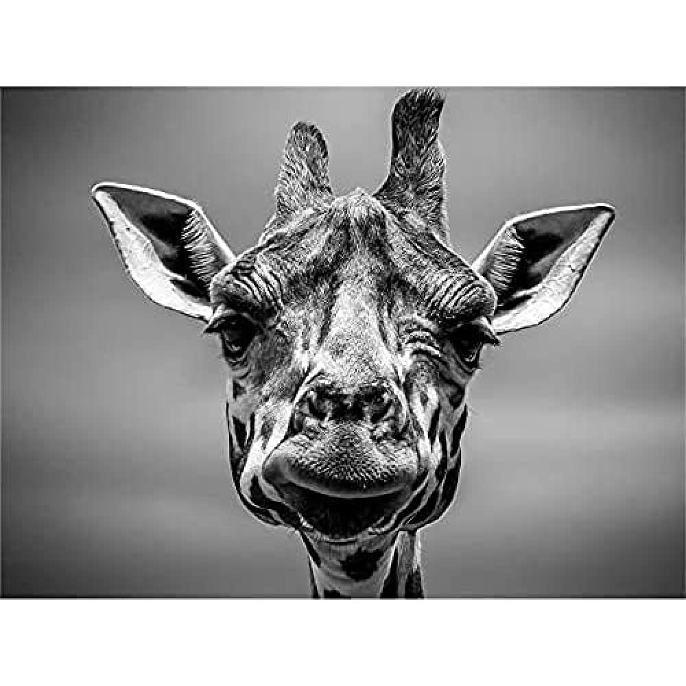 Furlan Giraffe Head Face Wall Art Print