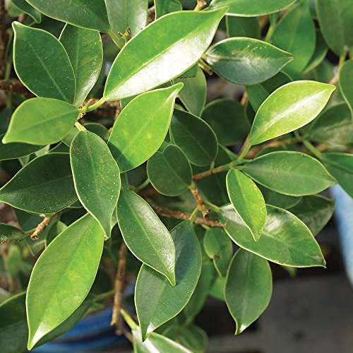 Image of Abana Homes S Shape Ficus Indoor Real Bonsai Plants Live for Home with Clay Pot - Low Maintenance