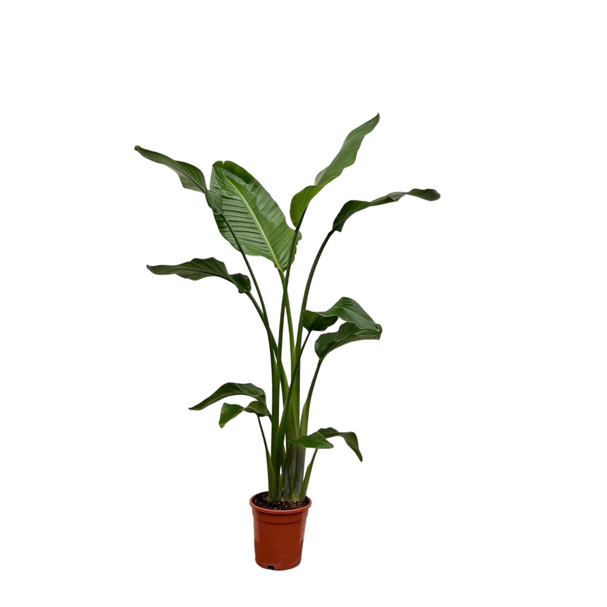 zamia zenzi Zamioculcas zamiifolia 'Zenzi'