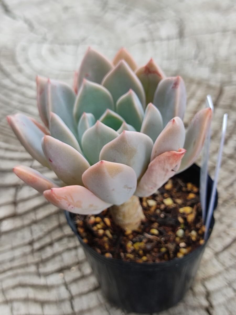 Amazon.co.jp: てっちん多肉植物グラプトベリア『ピンクプリティ