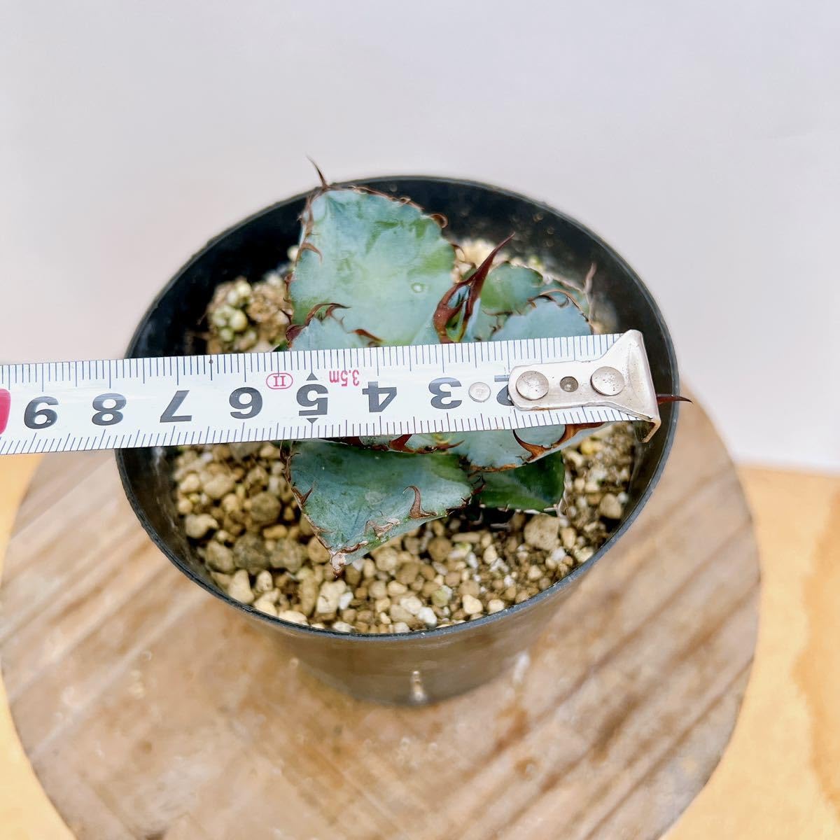 Amazon.co.jp: 現物販売 アガベ チタノタブルー ① ドライガーデン