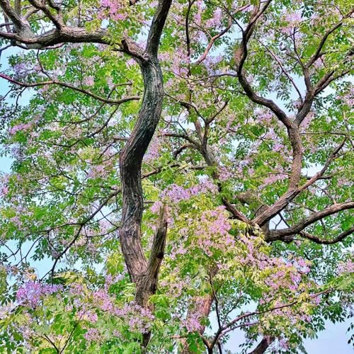 semillas de árbol de neem semillas de árbol de neem para plantas de balcón Plantas decorativas para balcones - Serie de plantas raras - Plantas de balcón resistentes Plantas 80pcs