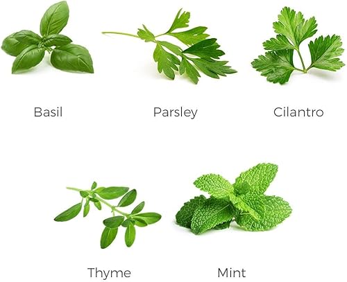 Miniatura 4 de Environet - Colección de semillas para jardín de hierbas, paquete de 5 semillas de hierbas culinarias, semillas autóctonas no transgénicas (non-GMO)