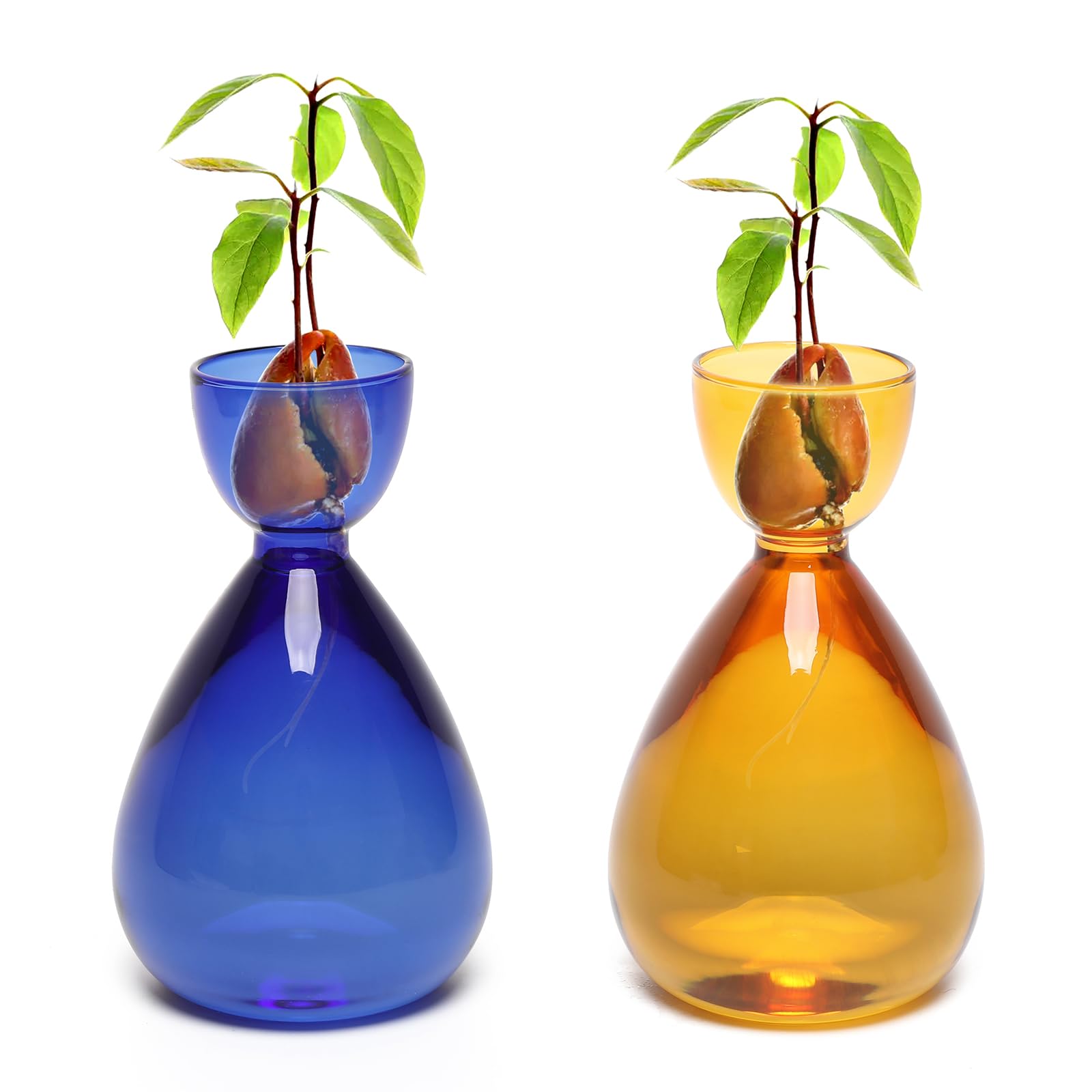 Avocado Vase Avocado Seed Starter Vases Trees Live Plants Growing kit Glass 2pc