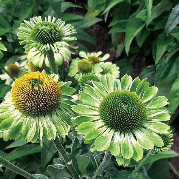 Echinacea Blend エキナセアブレンド　2袋 ヴェーダヴィ エキナセアブレンド ボックス