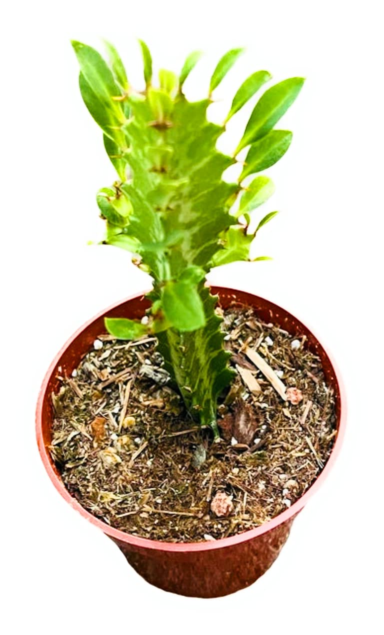 Amazon.com : FOLIAGEMS Live Cactus Succulent Plants from USKC (4" Pot  Euphorbia Trigona African Milk Green Color) : Patio, Lawn & Garden