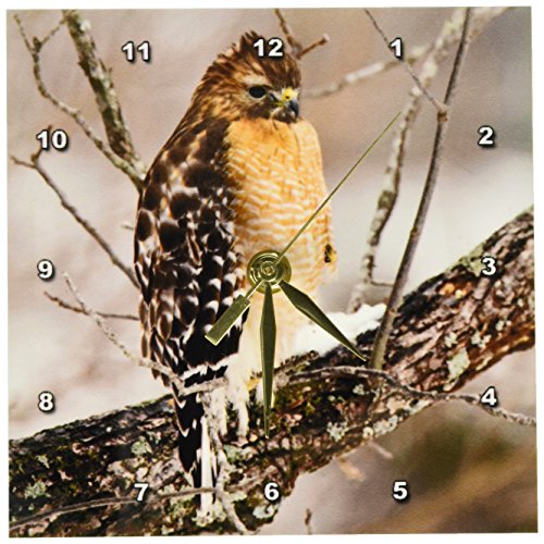 3dRose dc_90411_1 Red-Shouldered Hawk, Bird, Kentucky - US18 AJE0490 - Adam Jones - Desk Clock, 6 by 6-Inch