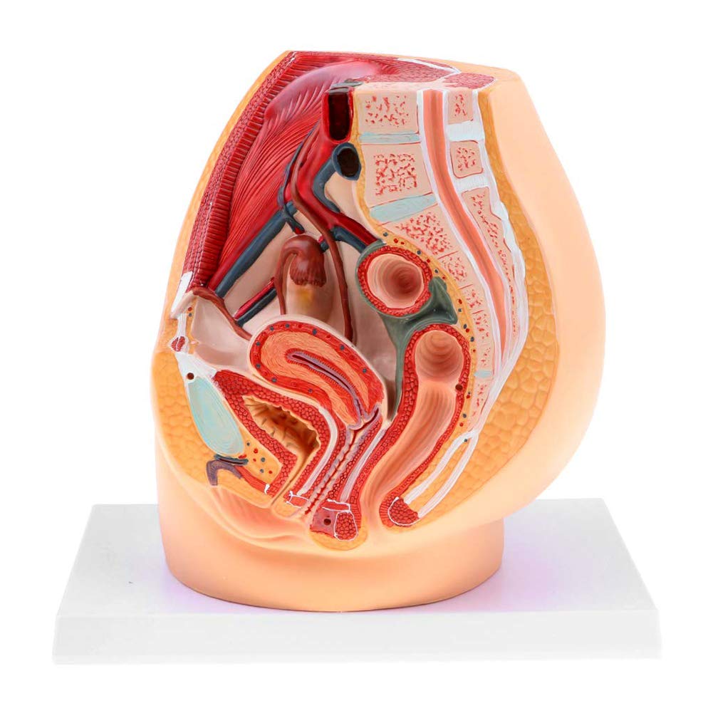 Amazon.co.jp: 女性骨盤解剖モデル、正中矢状断面婦人科泌尿生殖器系