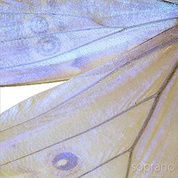 Amazon.co.jp: 蝶の標本 ゴダルティモルフォ ボリビア産