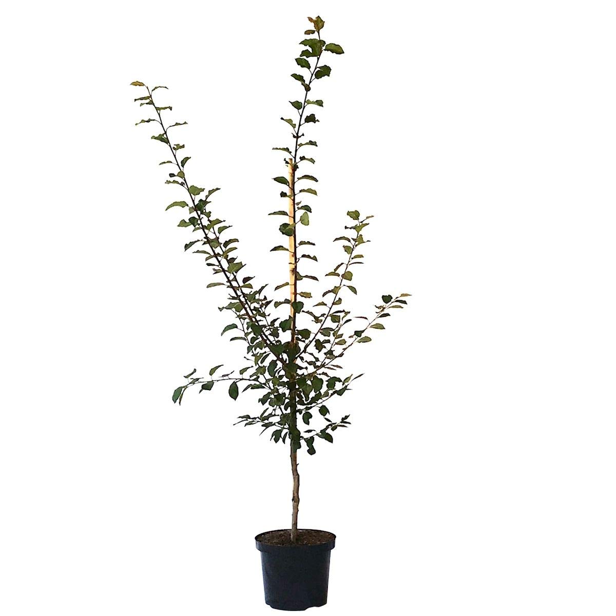 Stanley, dunkle Pflaume Zwetschenbaum Buschbaum 110-140 cm 10 Liter Topf, Unterlage: St. Julien A