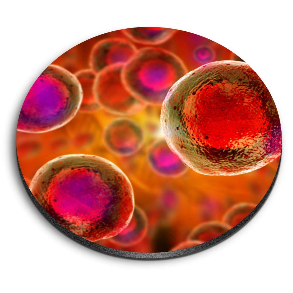 1 x Round MDF Magnet - Embryonic Stem Cells Biology Science 16852