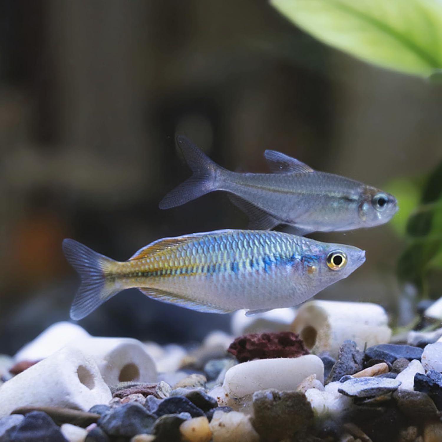TOPZEA Anillos de cerámica para filtro de acuario de 6 libras, medios de filtro biológico Premier con bolsas de malla con cremallera para estanque koi, recipiente, filtro de pecera, blanco puro