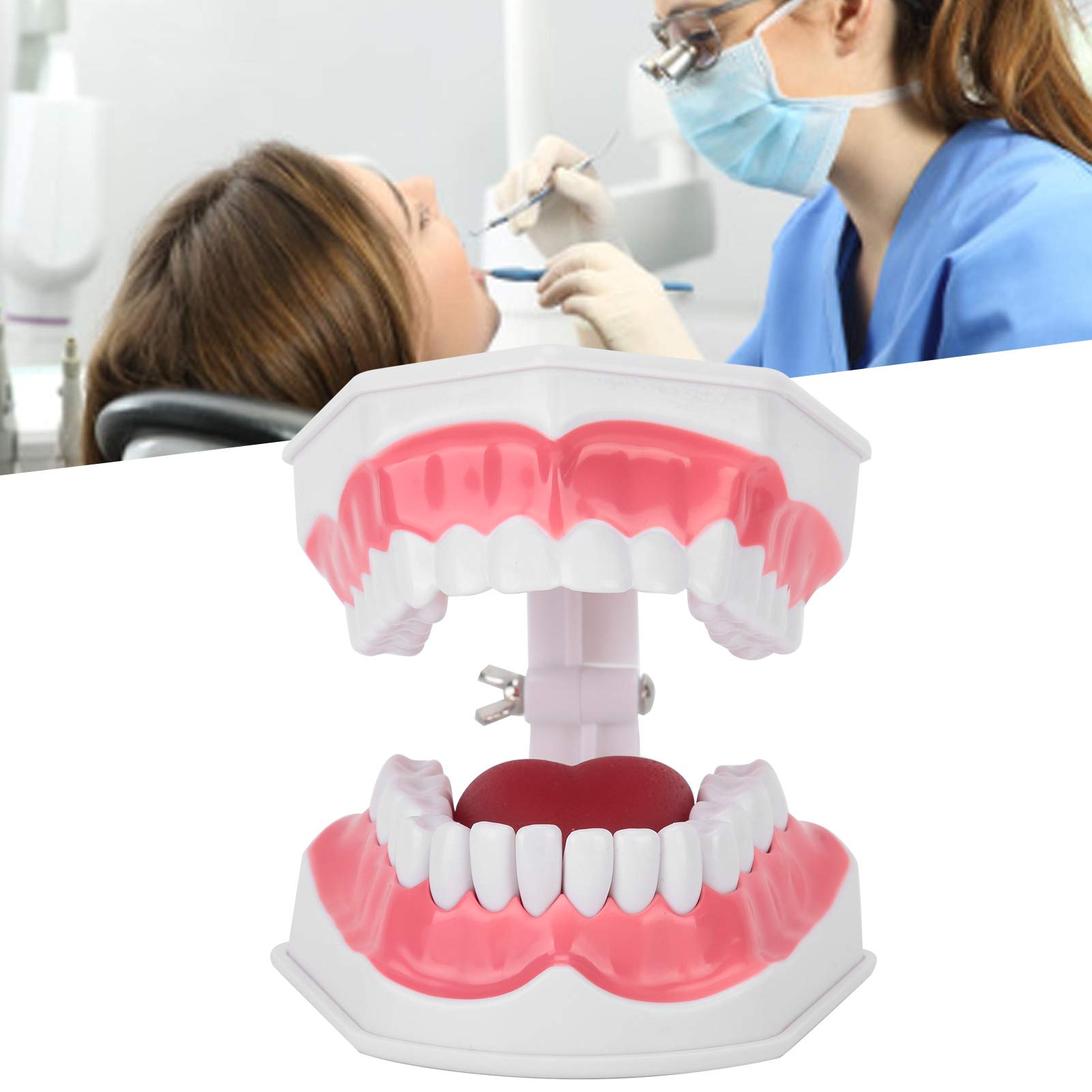 Modello di denti dentali, modello di denti dimostrativi standard, modello dimostrativo di insegnamento della cura dentale di ingrandimento 2X per adulti, con spazzola