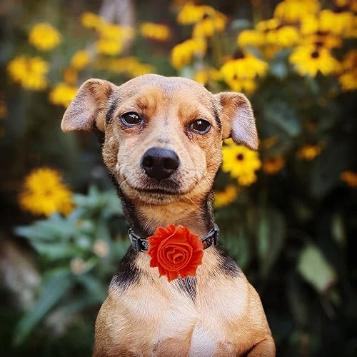 Miniatura 8 de Collar de perro de Halloween con flor desmontable, collar de calabaza de araña para mascotas pequeñas y cachorros