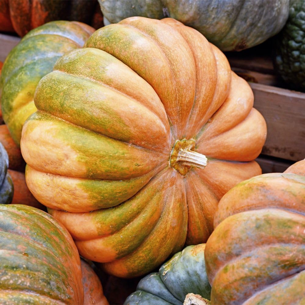 Squash 'Musquee de Provence' – Large Deep Orange French Pumpkin, Heavily Lobed, Thick Fine Flesh, 7–10kg Fruits for Baking & Slicing by Thompson and Morgan