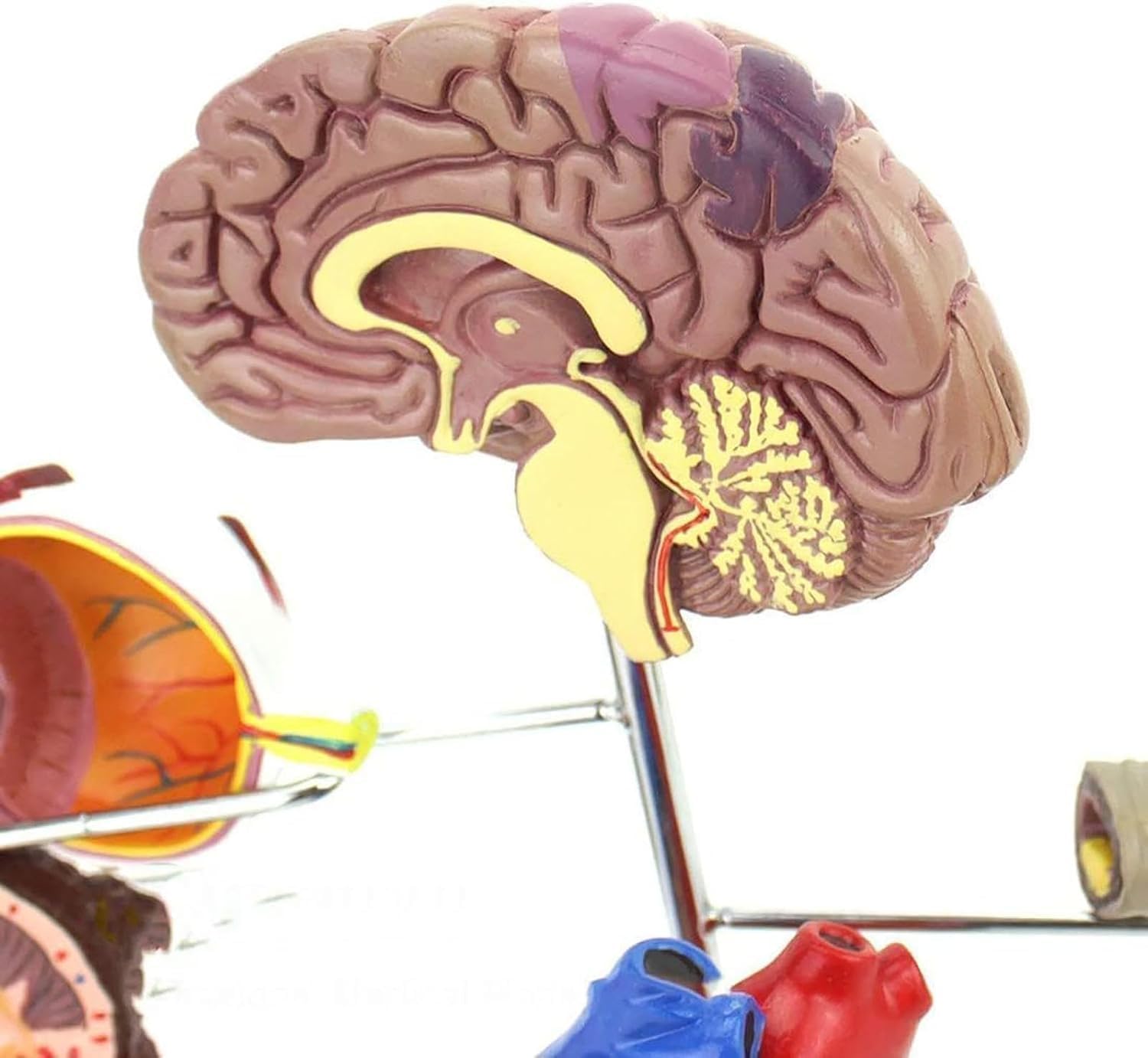 Zestaw modeli cukrzycy do edukacji - anatomia człowieka i fizjologia, replika komunikacji lekarz-pacjent, 8 sztuk