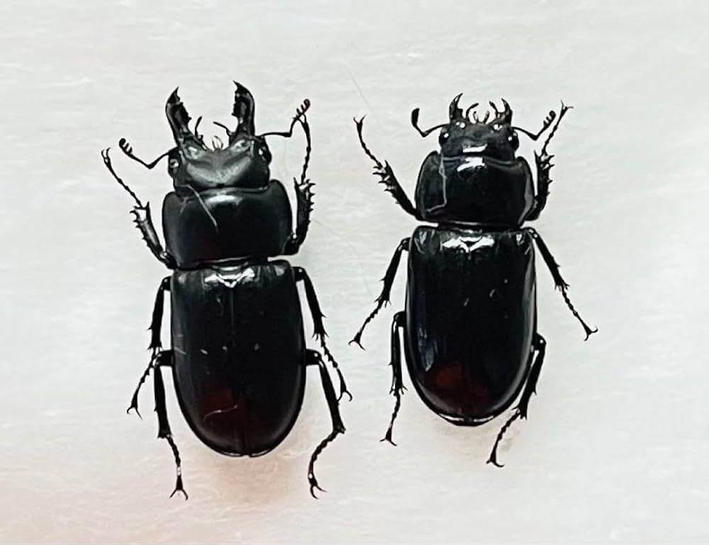 Amazon.co.jp: 香川県産 オニクワガタ 23ミリ ペア : ペット用品