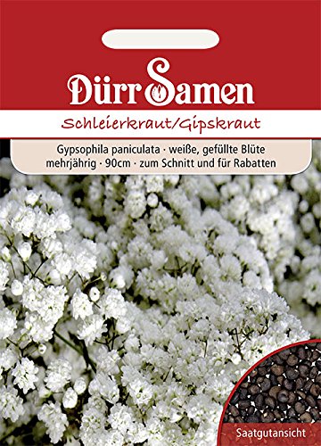 Schleierkraut-Samen Dürr-Samen Schleierkraut weiß gefüllt